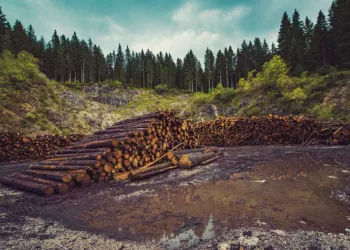 Hapšenje zbog šumske krađe: Krao drva u Kopnenoj zoni